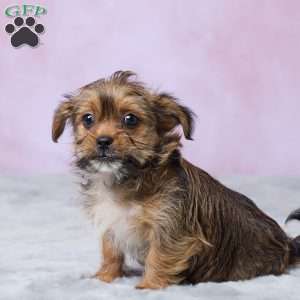 Lala, Shorkie Puppy